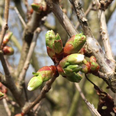 Prunus Umineko