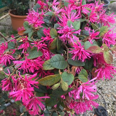 Loropetalum chinense var. rubrum 'Fire Dance'