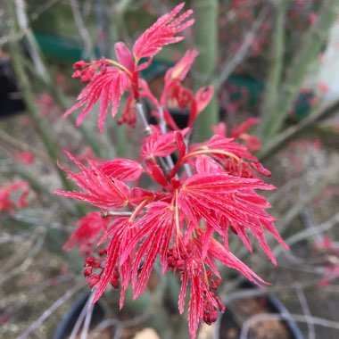 Acer Palmatum 'Deshojo'