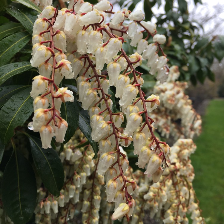 Plant image Pieris japonica 'Mountain Fire'