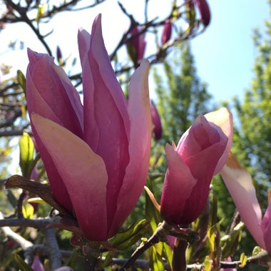 Magnolia 'Susan'