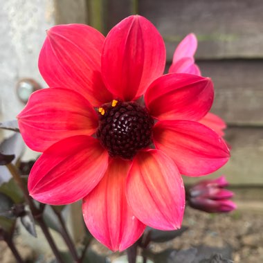 Dahlia 'Happy Days Neon' (Bedding)