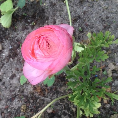 Persian Buttercup