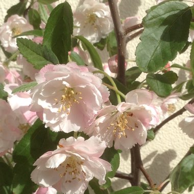 Bechtel's Crab Apple