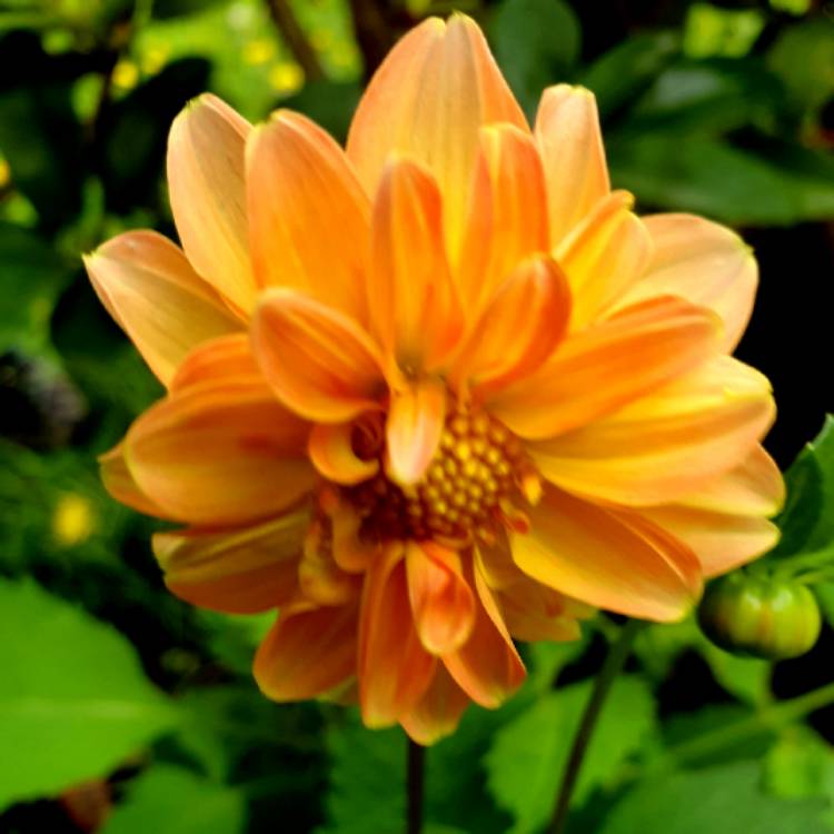 Plant image Dahlia variabilis 'Pompone Mixed' (Mix)