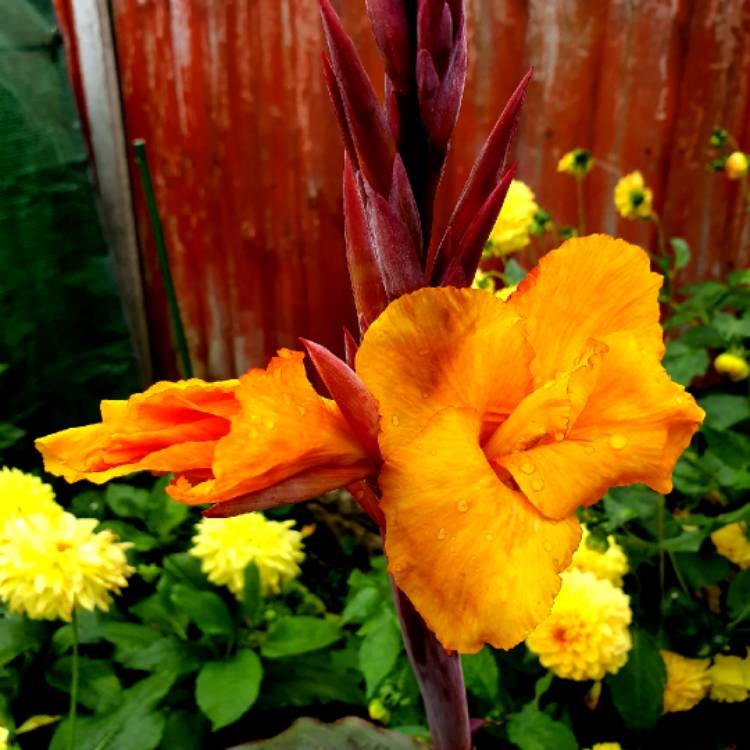 Plant image Canna 'Wyoming'