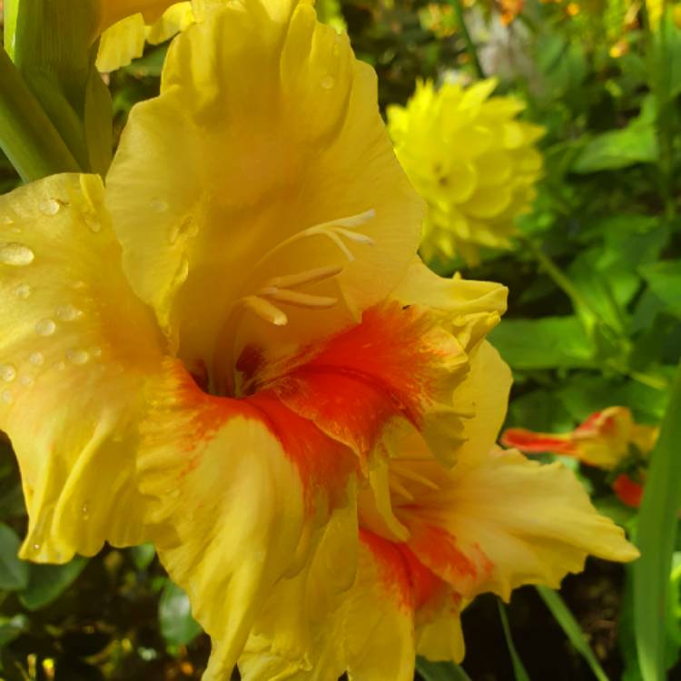 Gladiolus 'Jester', Gladioli 'Jester' (Large-flowered) - uploaded by ...