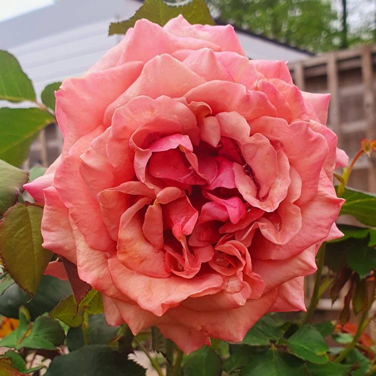 Plant image Rosa 'Koko Loko™'