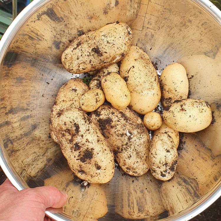 Plant image Solanum tuberosum 'Maris Bard'