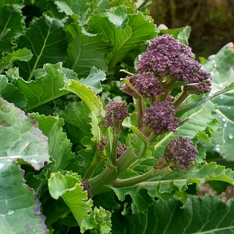 Plant image Brassica oleracea (Italica Group) 'Purple Sprouting'