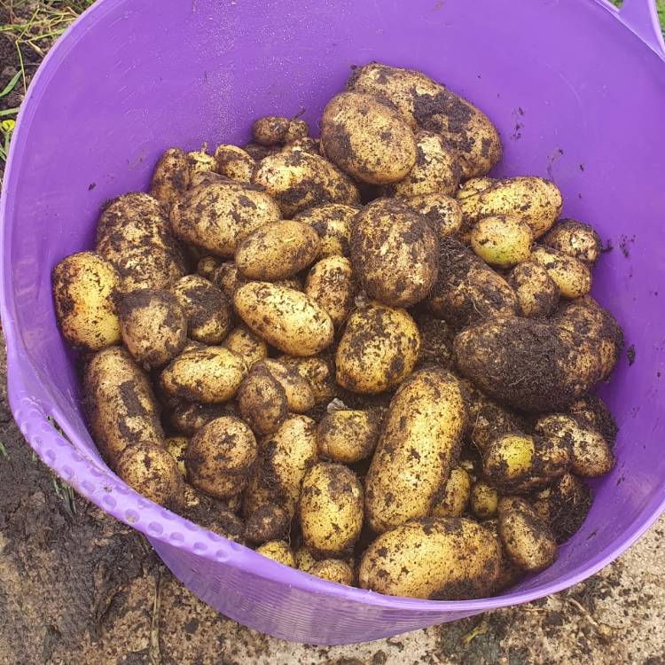 Plant image Solanum tuberosum 'Nicola'