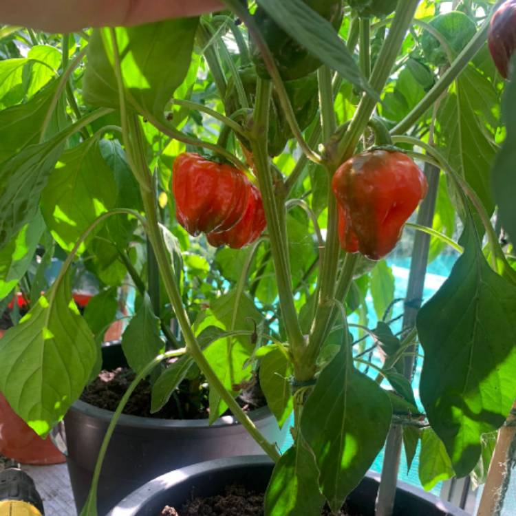 Plant image Capsicum Chinense 'Scotch Bonnet'