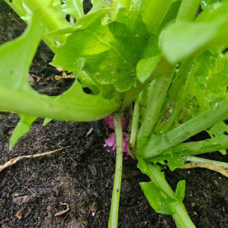 Plant image Brassica Rapa subsp. Rapa 'Purple Top Milan'