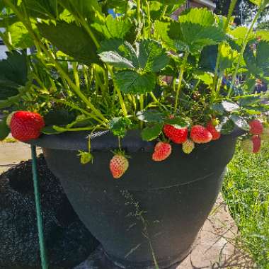 Fragaria x ananassa