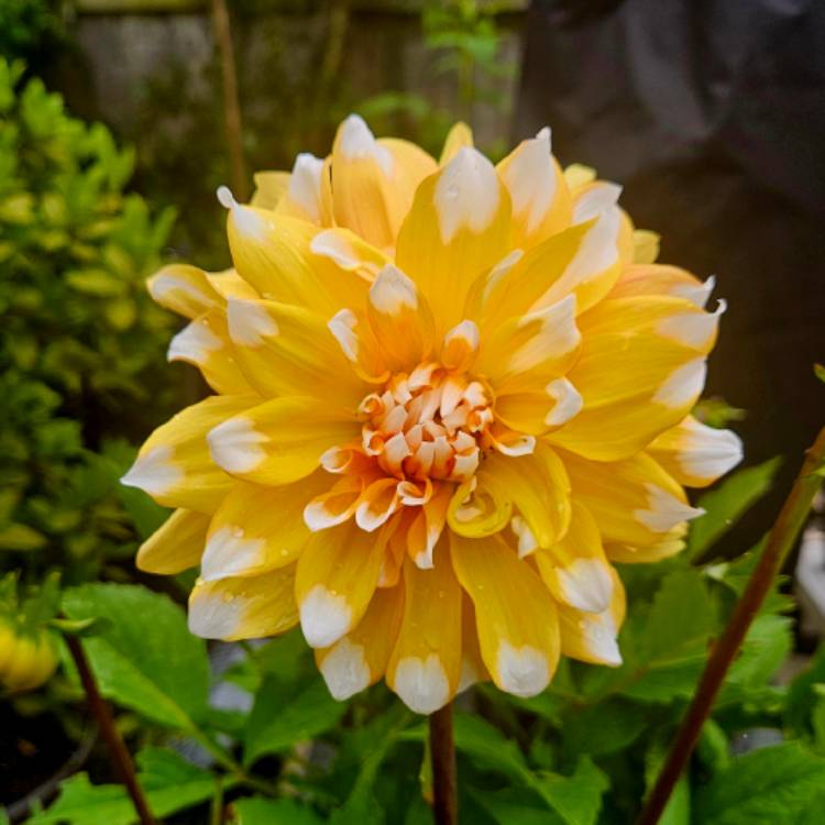 Plant image Dahlia 'Seattle'