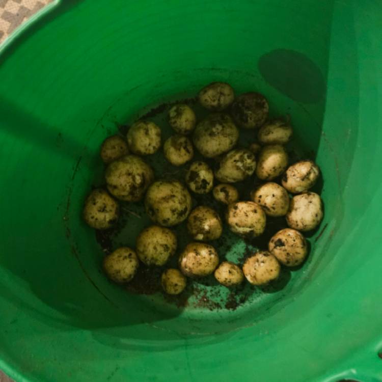 Plant image Solanum tuberosum 'Rocket'