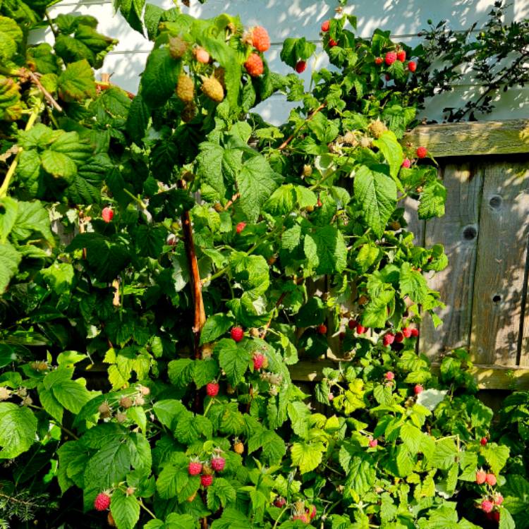 Plant image Rubus idaeus 'Malling Jewel'