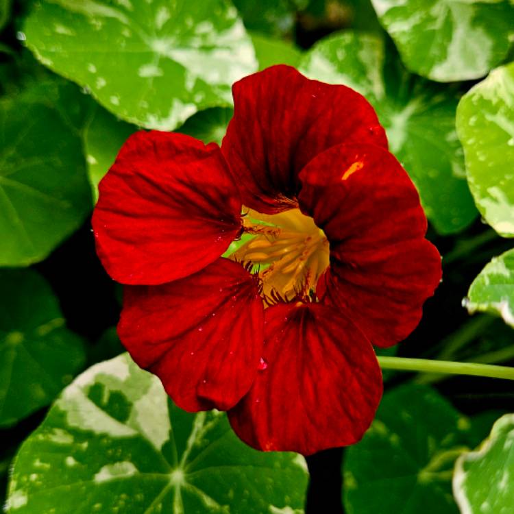 Plant image Tropaeolum majus 'Gleam Hybrids'