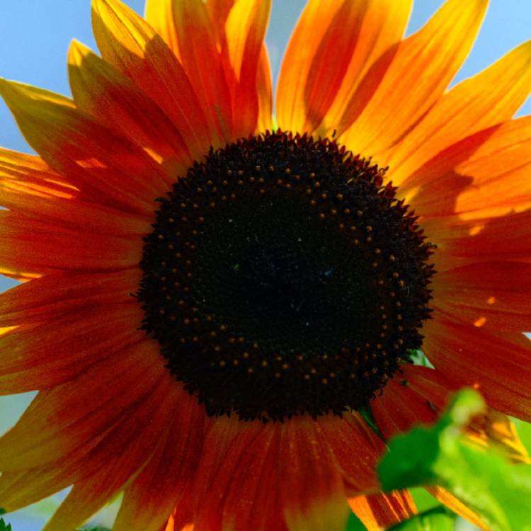 Plant image Helianthus annuus 'Crimson Queen'