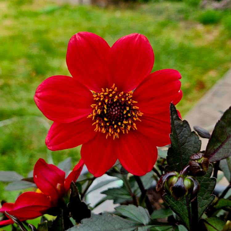 Plant image Dahlia 'Hdry18' (Happy Days Series) syn. Dahlia 'Happy Days Red'