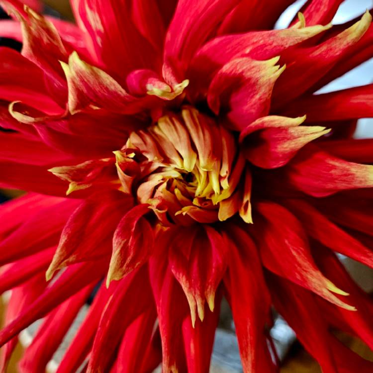 Plant image Dahlia 'Show And Tell'