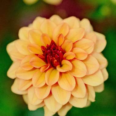 Dahlia Creme De Cognac