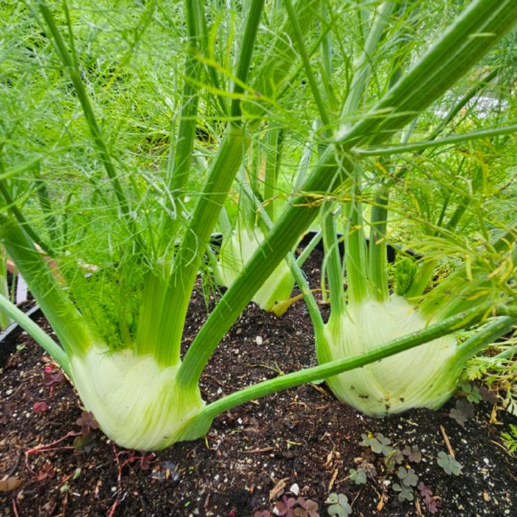 Plant image Foeniculum vulgare var. azoricum