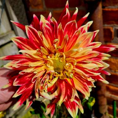 Dahlia 'Akita' (Misc)