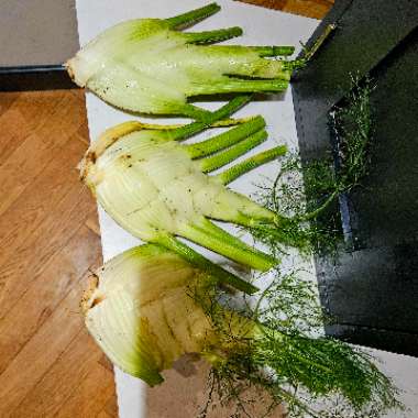 Florence Fennel