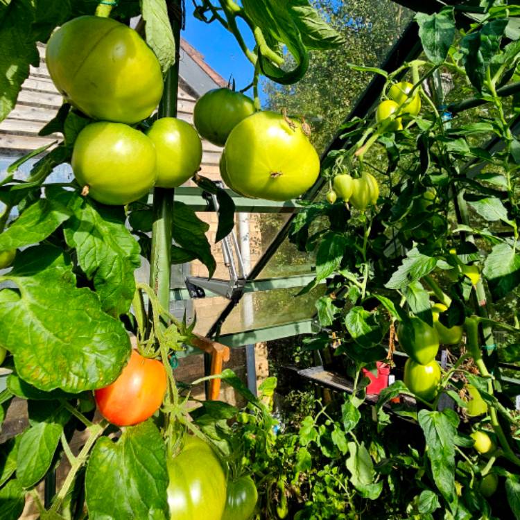 Plant image Solanum lycopersicum 'steak sandwich hybrid'