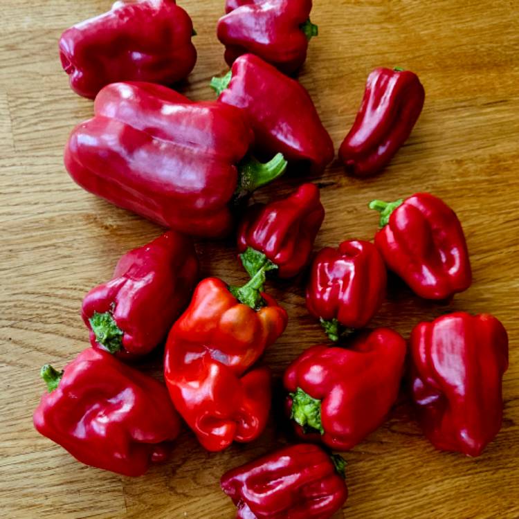 Plant image Capsicum 'Redskin'