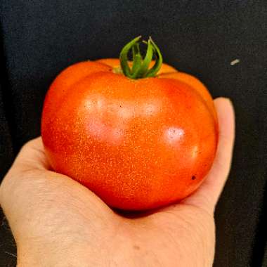 Tomato 'steak sandwich hybrid'