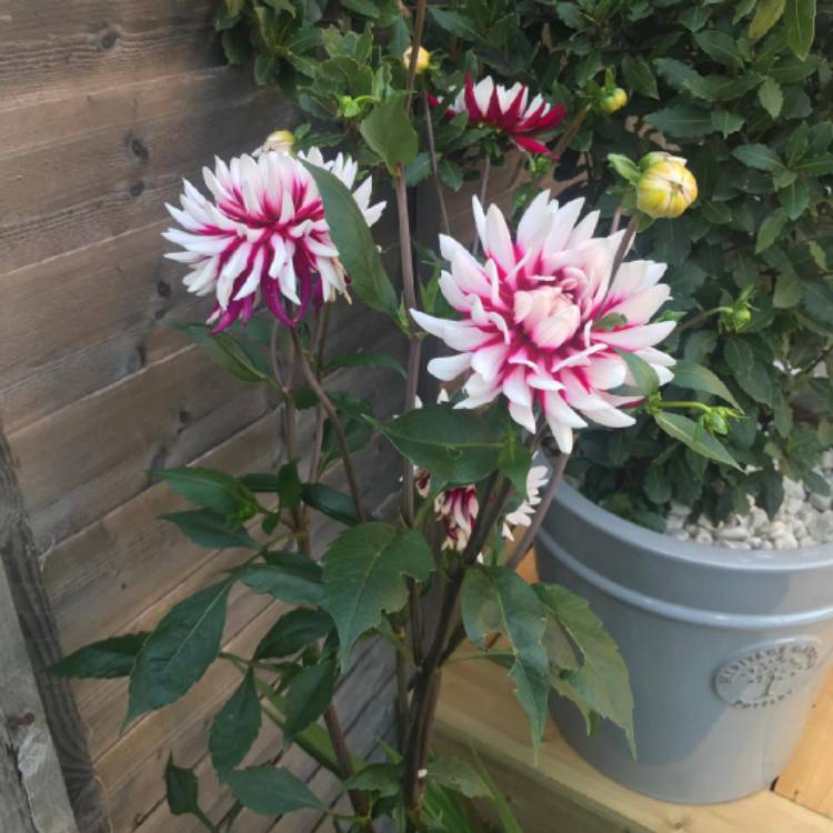 Plant image Dahlia 'Jura'