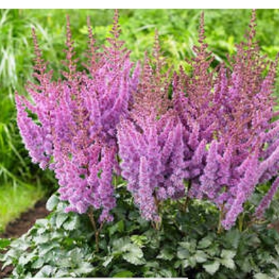 Plant image Astilbe Chinensis 'Maggie' syn  Astilbe Chinensis 'Maggie Daley'