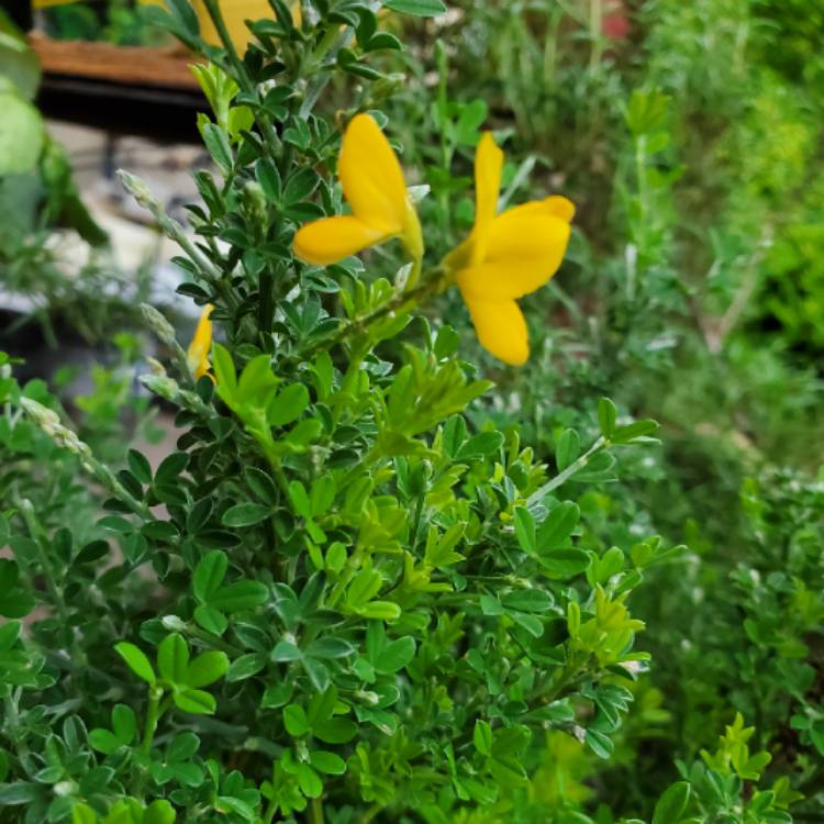 Plant image Cytisus racemosus syn. Genista racemosa