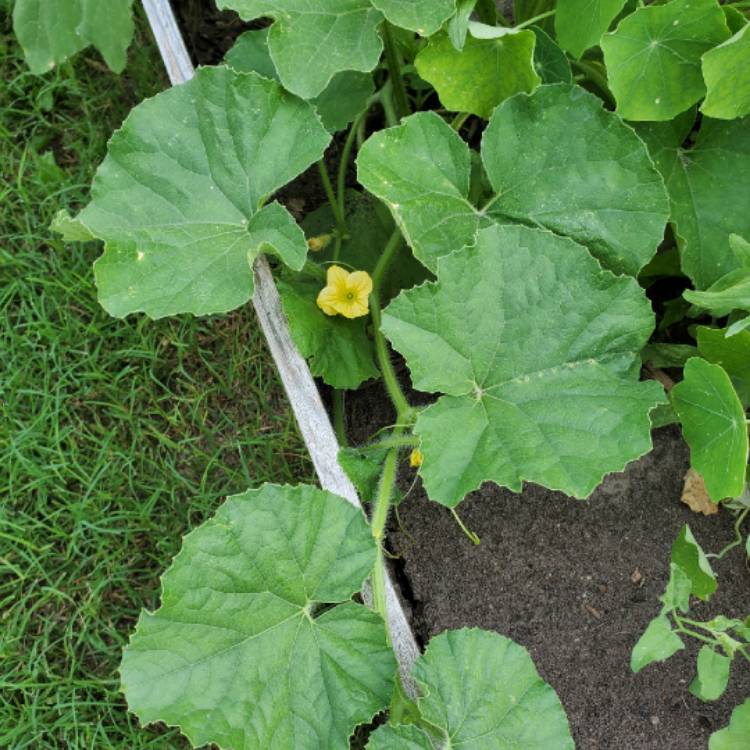 Plant image Cucumis melo var reticulatus