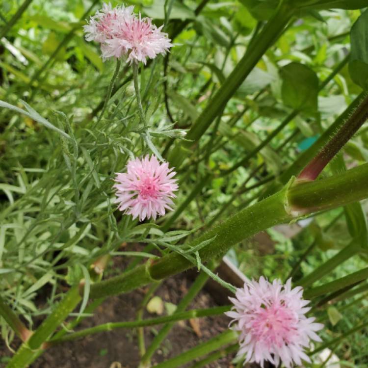 Plant image Centaurea Pulcherrima