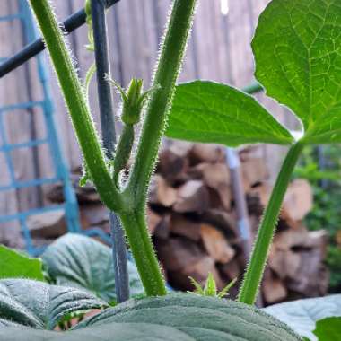 Cucumber 'Burpless'