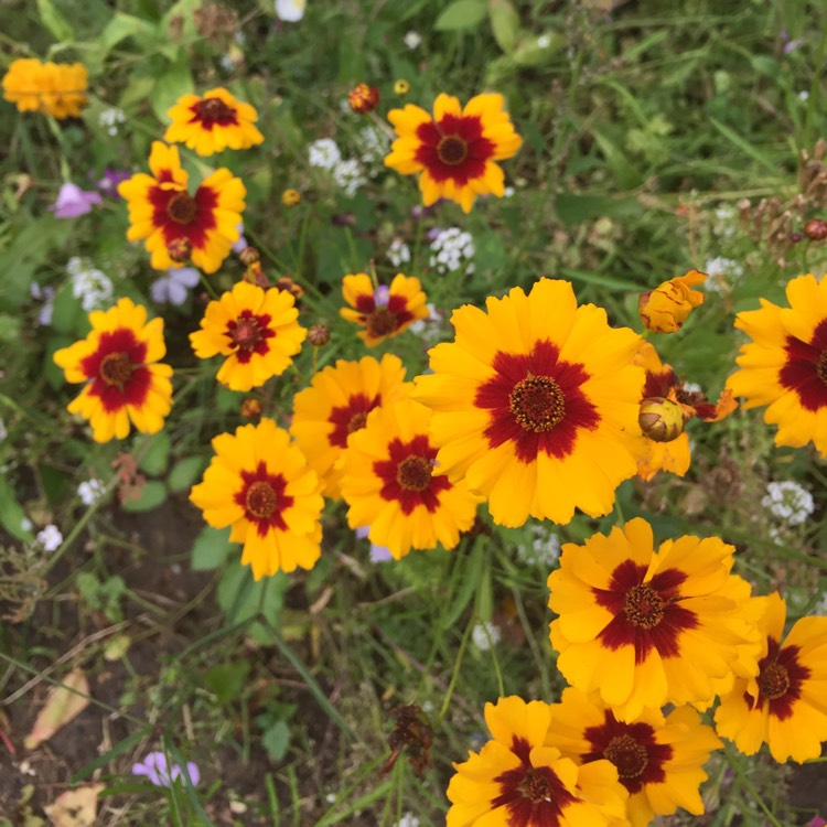 Plant image Coreopsis tinctoria 'Mardi Gras'