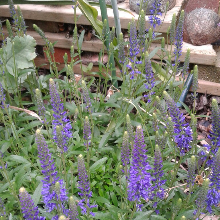 Plant image Veronica spicata 'Yabblu' syn. Veronica spicata 'Inspire Blue'