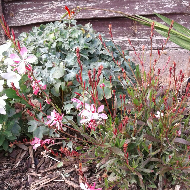 Plant image Oenothera lindheimeri 'Gaudros' (Geyser Series) syn. Oenothera lindheimeri 'Geyser Pink', Gaura lindheimeri 'Geyser Pink'