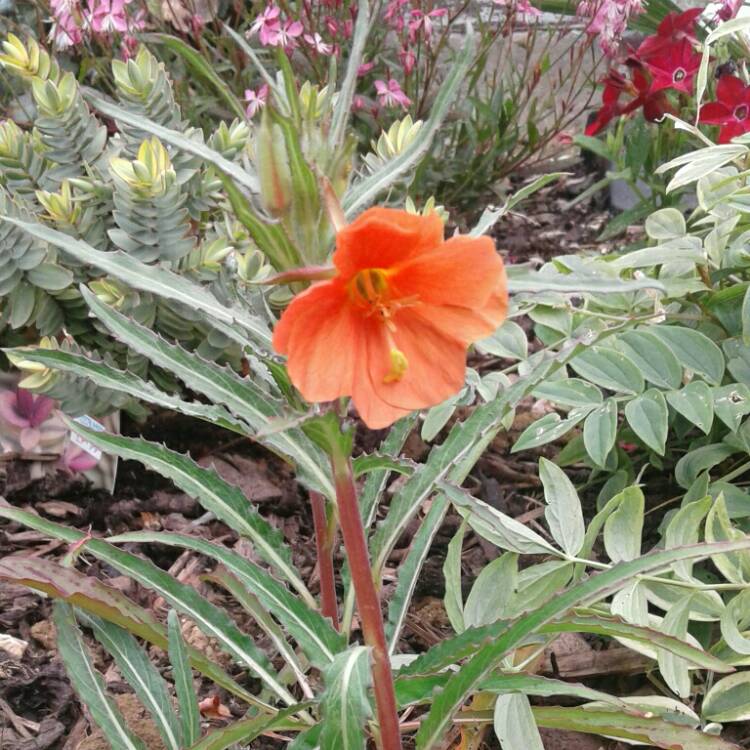 Plant image Oenothera versicolor 'Sunset Boulevard'