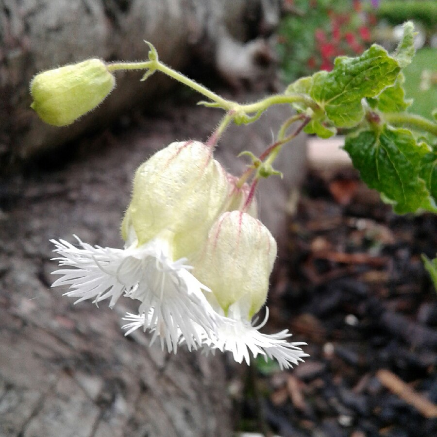 Plant image Silene latifolia