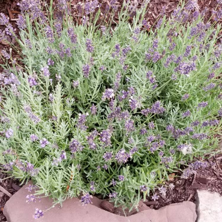 Plant image Lavandula 'Felicia'