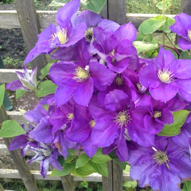 Durand's Clematis