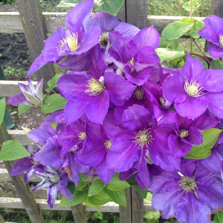 Plant image Clematis x durandii