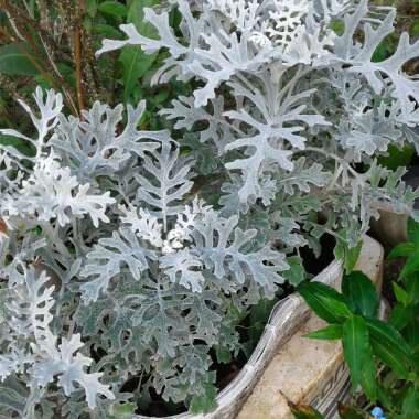 Dusty Miller