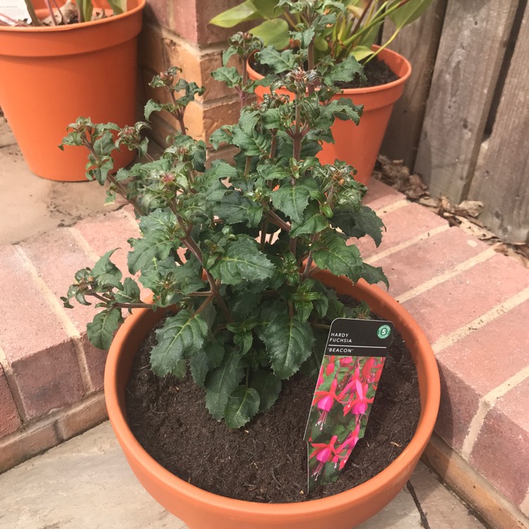 Plant image Fuchsia 'Beacon'