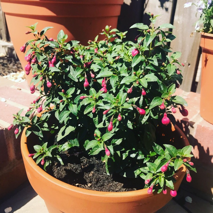 Plant image Fuchsia 'Beacon'