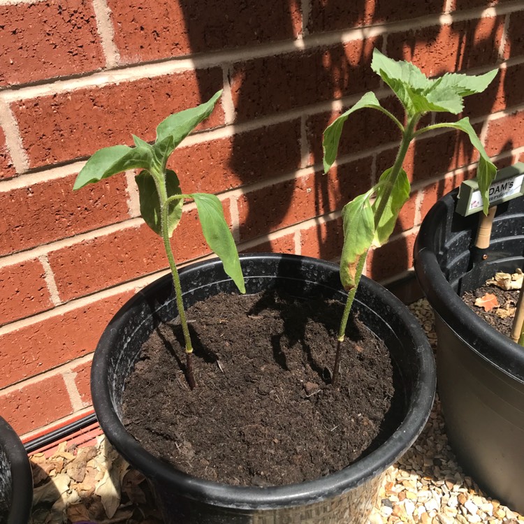 Helianthus annuus 'Earth Walker', Sunflower 'Earth Walker' - uploaded ...